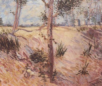Vincent Van Gogh Trees in a Field on a Sunny Day (nn04) oil painting picture